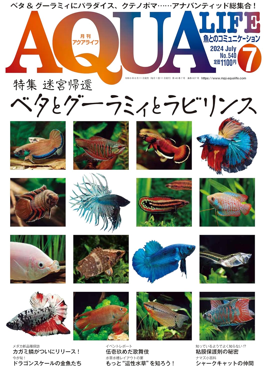 C09-044 月刊アクアライフ 2013 9 金魚ノ花道 アイスポットシクリッド 巻貝&二枚貝 エムビージェー
